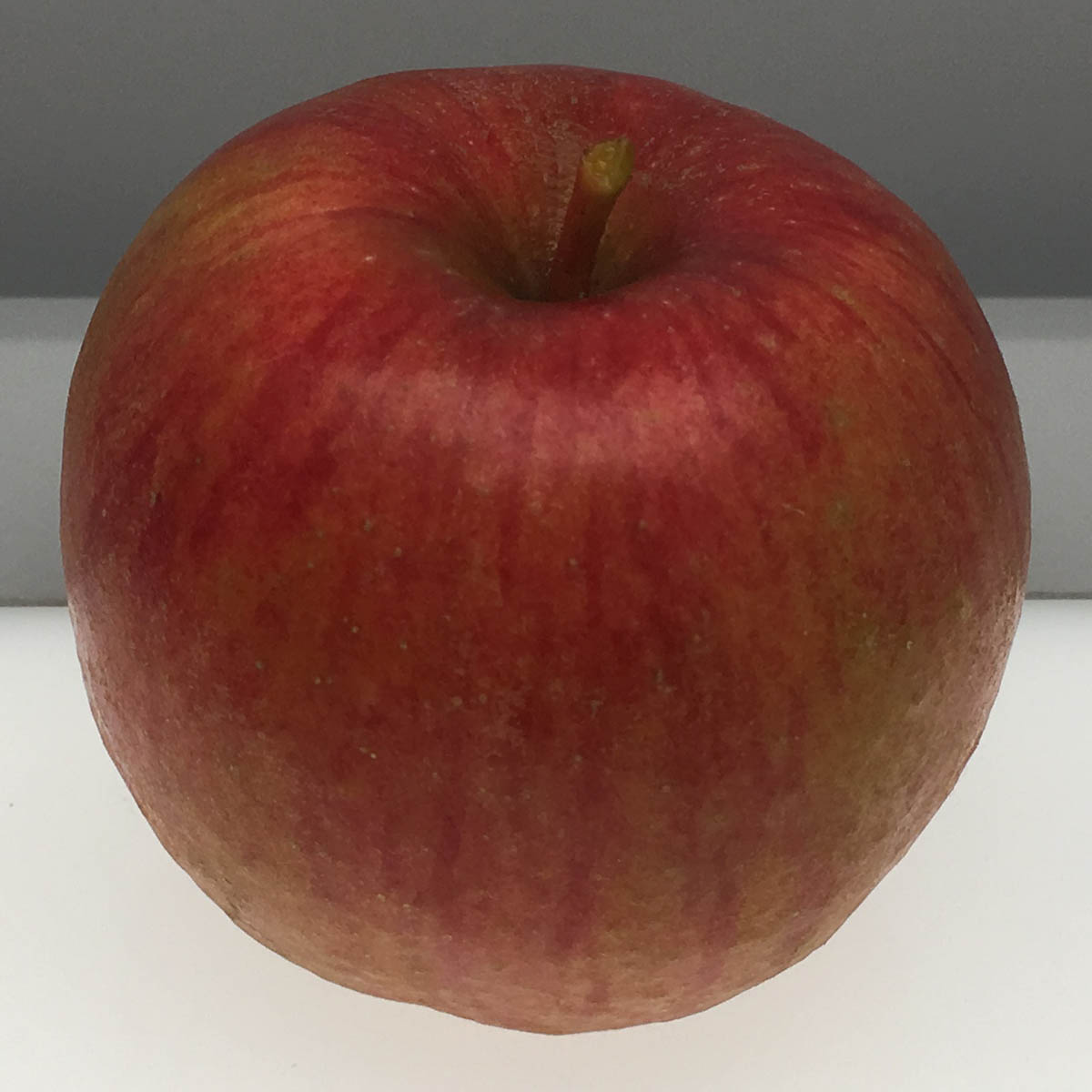 Hunt Russet apple