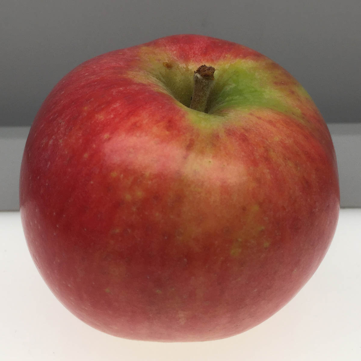 Red Astrachan apple