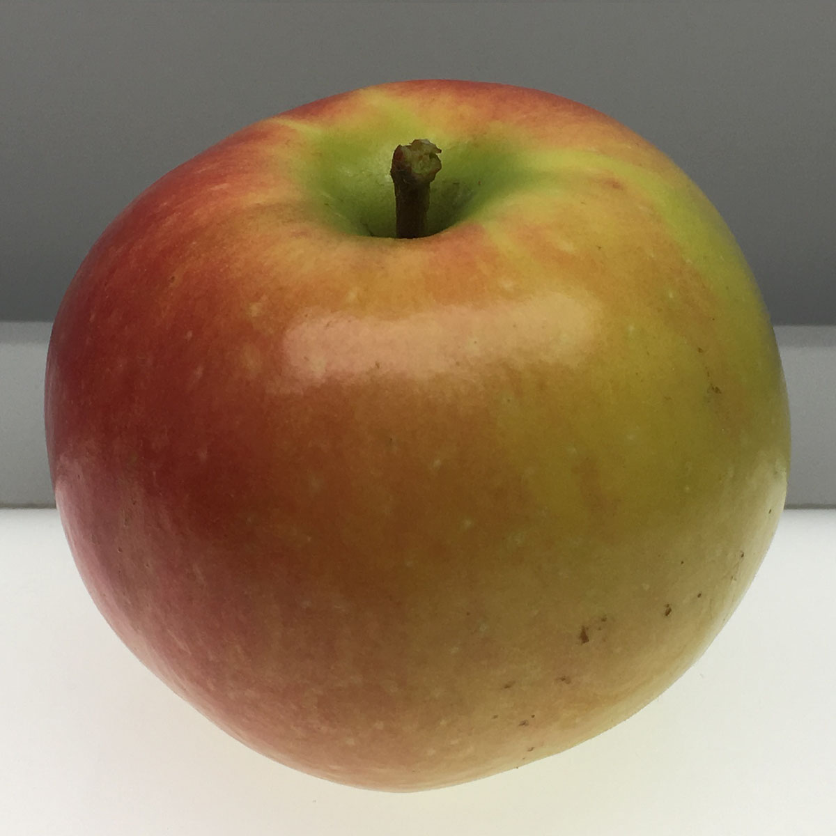 Rhode Island Greening apple