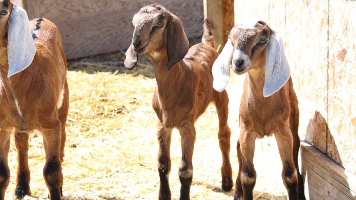 Female goat siblings