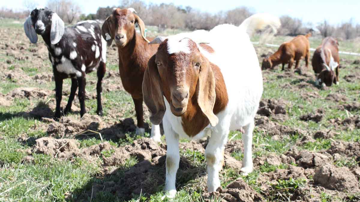 A variety of colored goats