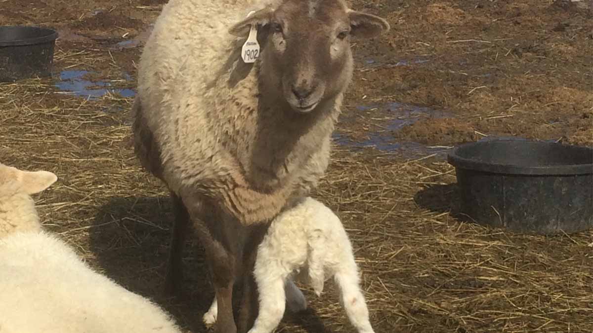 Baby lamb feeding from the front of mother.