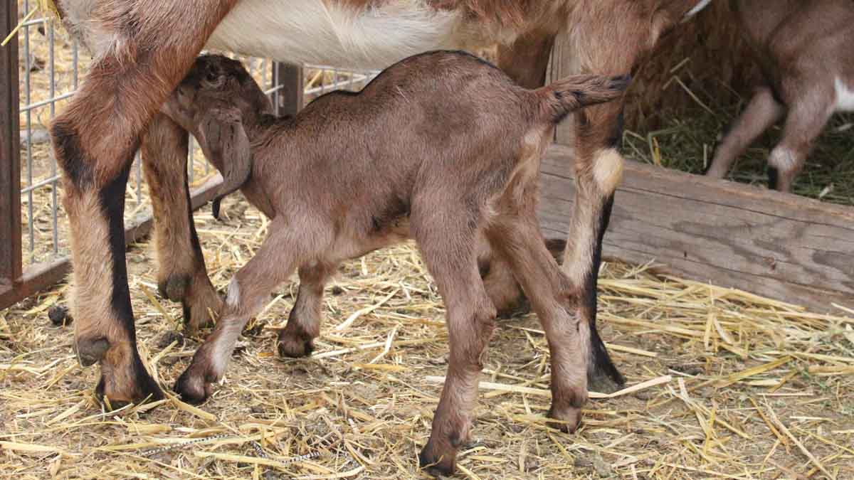 Nursing baby goat