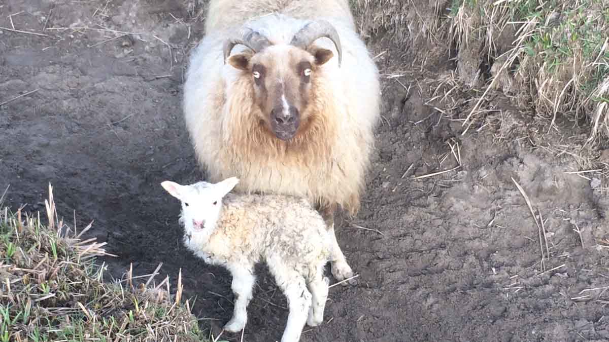 Icelandic sheep with lamb
