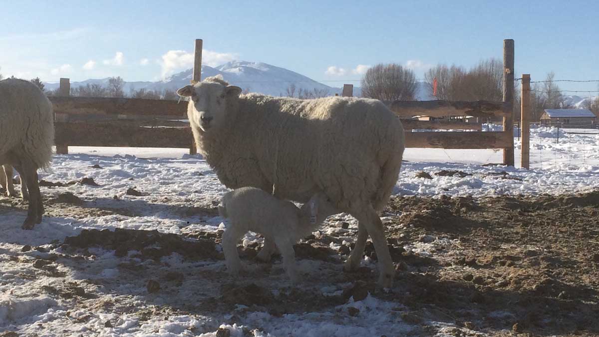 White lamb feeding from mother.