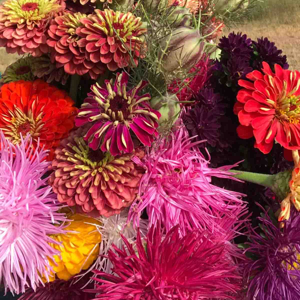 A variety of flowers grown on the Soil Stewards Farm