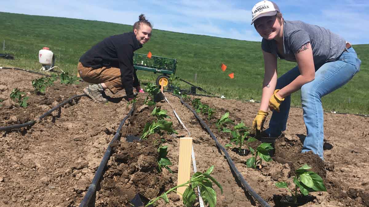 Clare and Kristina planting peppers at the Soil Stewards Farm