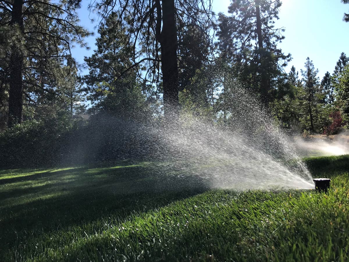 Sprinklers water a lawn.
