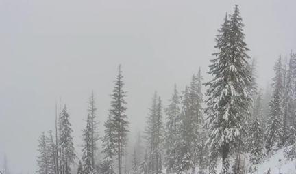 Snowy trees.