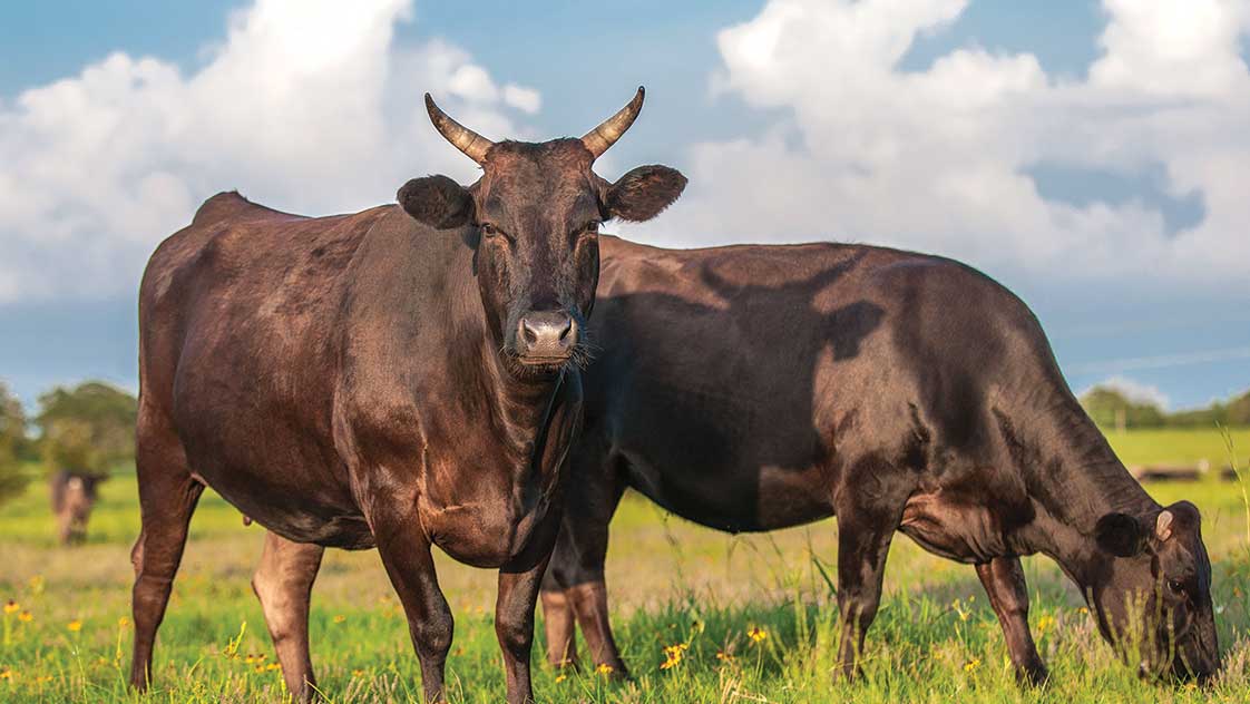 Wagyu