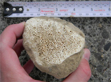 Close up of Mammoth bone fragment