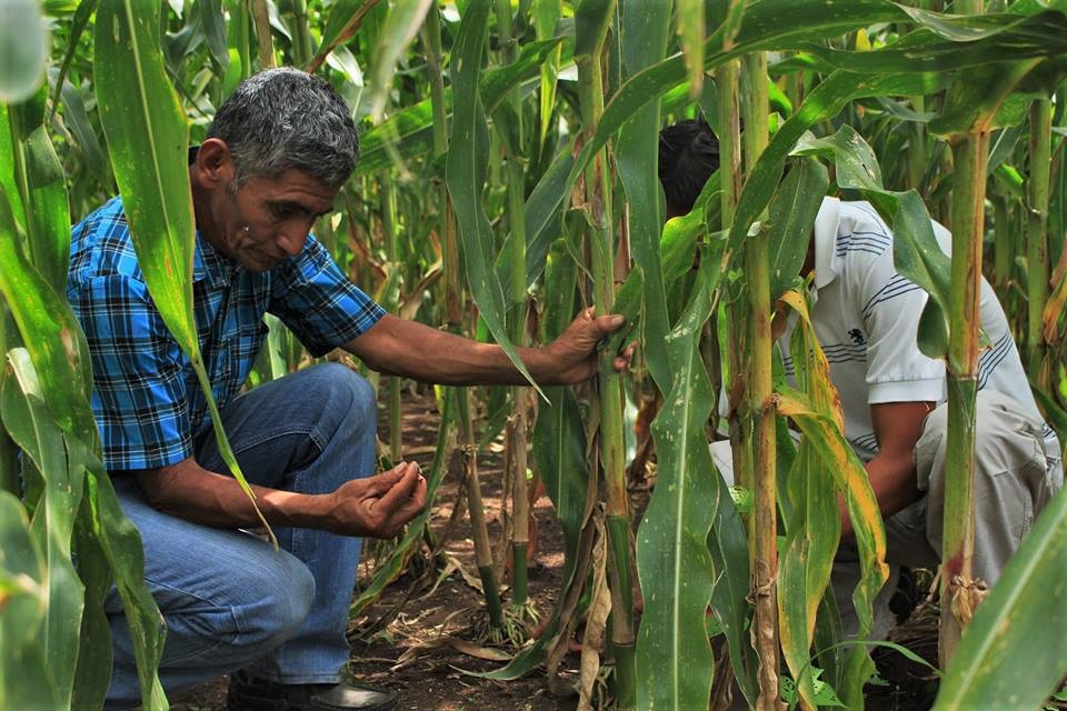 A Guatemalan Farmer examines his corn crop