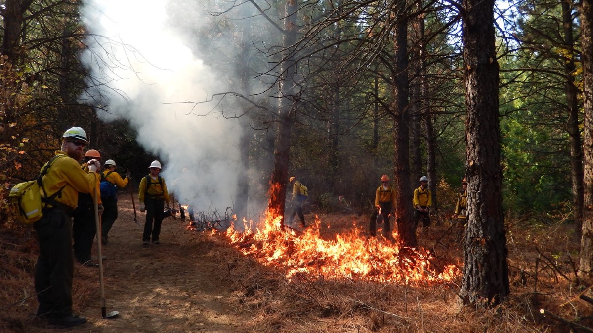 Firefighters manage a controlled burn in an Idaho forest. 
