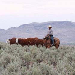 Idaho Endowment Lands Grazing Rate Review