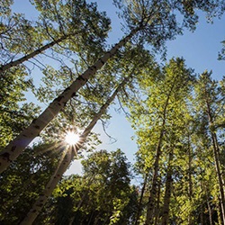 Issue Brief No. 20: Review of Idaho’s Forest Legacy Program
