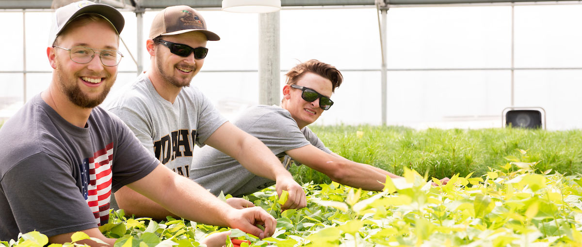 students working in greenhouse