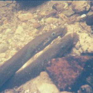 lamprey latched on rock