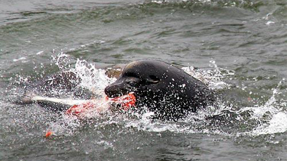 sea lion on kill sea lion on kill