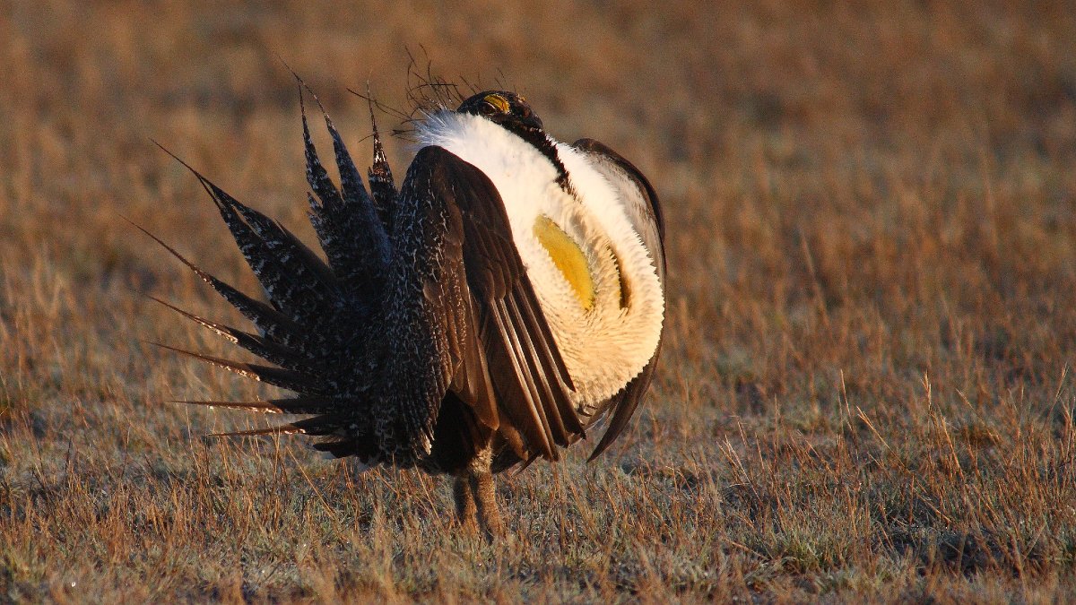 Greater Grouse wandering on grazing land in Idaho.