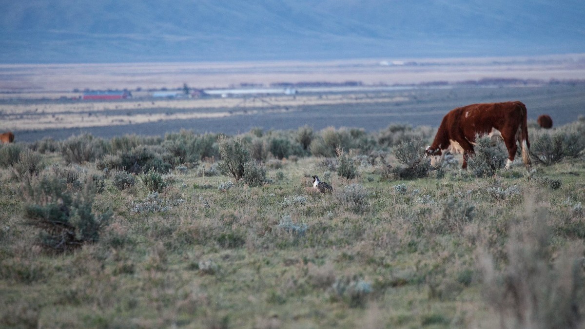 A Greater Grouse wandering between cows on Idaho rangeland. 