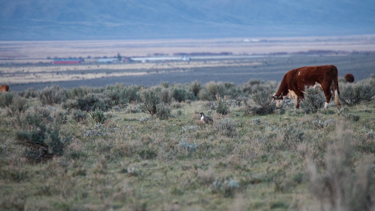 A Greater Grouse wandering between cows on Idaho rangeland.