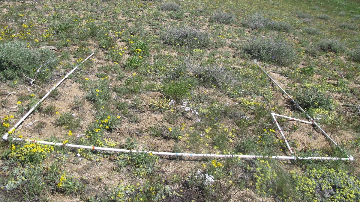 A treatment plot from a study on cheatgrass.