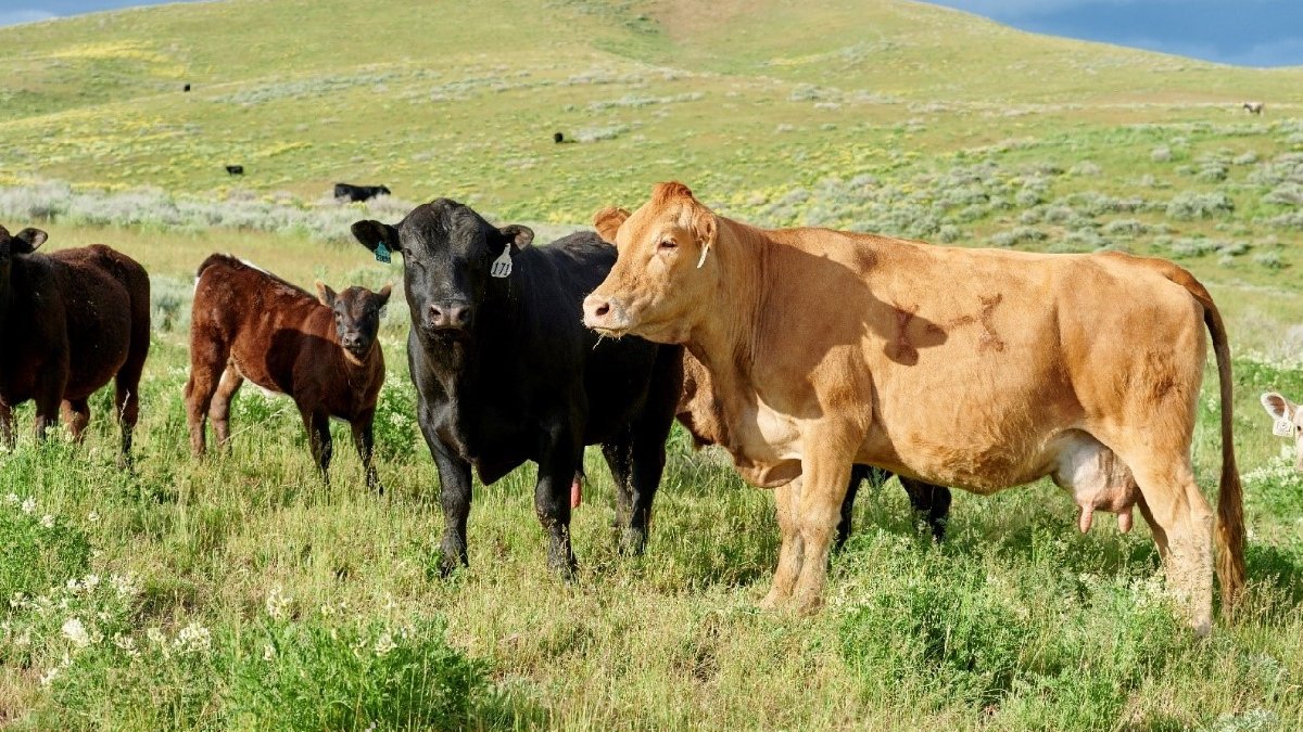 Rangeland cows enjoying the sun while grazing.