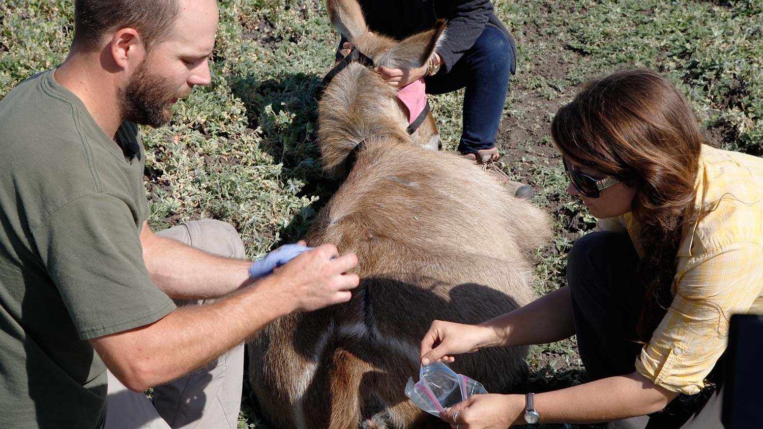ryan long and savannah kollasch taking sample of fur