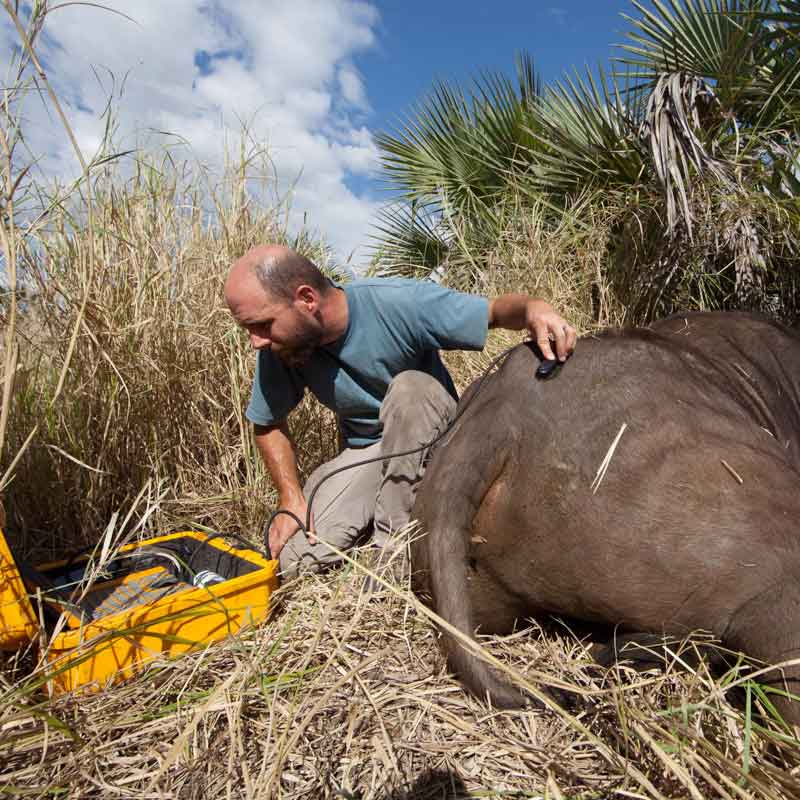 ryan long with a water buffalo