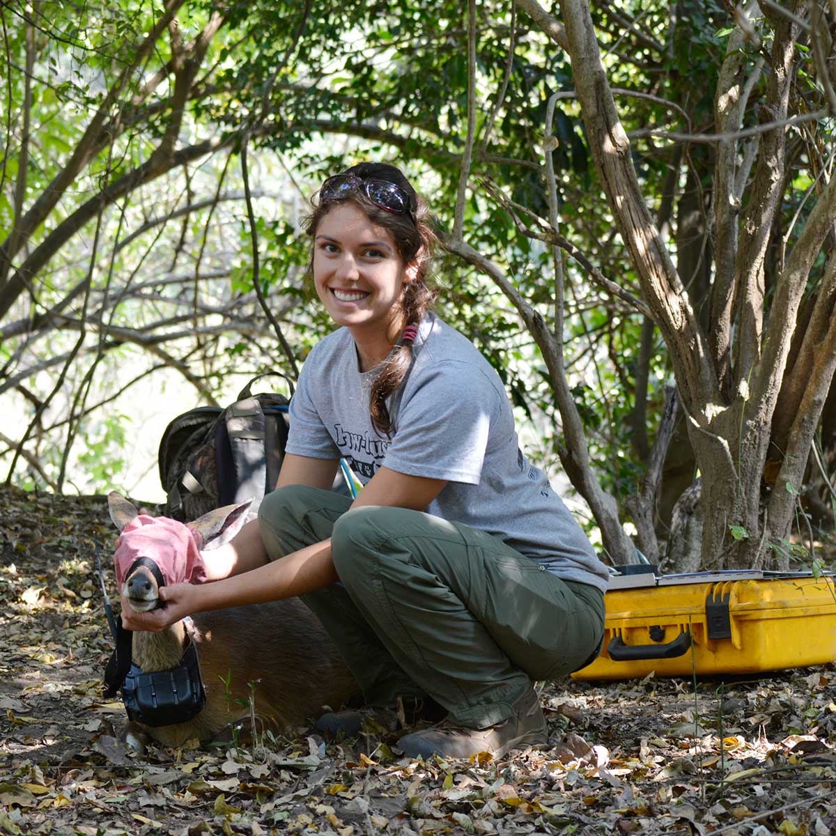savannah with small kudu