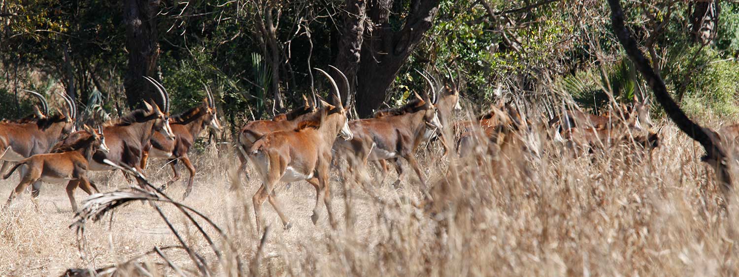 antelope herd