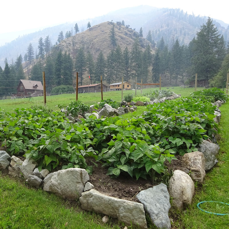 the UI shaped garden at the university of idaho's taylor wilderness research station the UI shaped garden at the university of idaho's taylor wilderness research station
