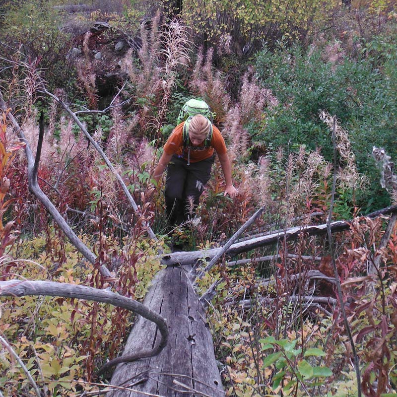 sarah climbing a fallen tree while hiking in the frank church river of no return wilderness in central idaho sarah climbing a fallen tree while hiking in the frank church river of no return wilderness in central idaho