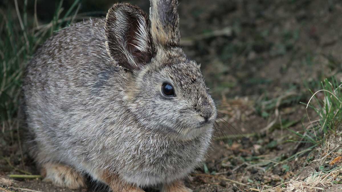 Rabbit Rabbit