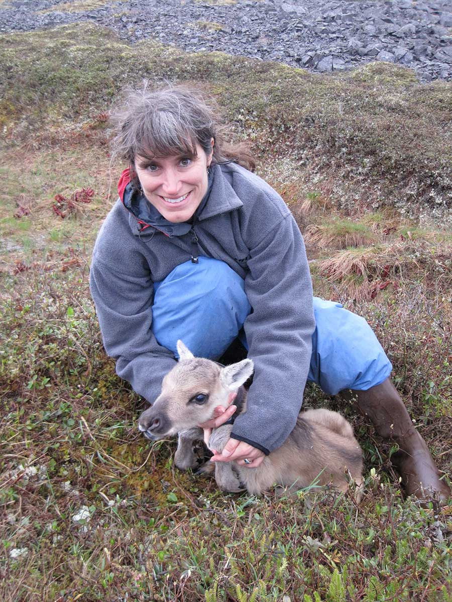 Lisette Waits works with a young caribou in Newfoundland.