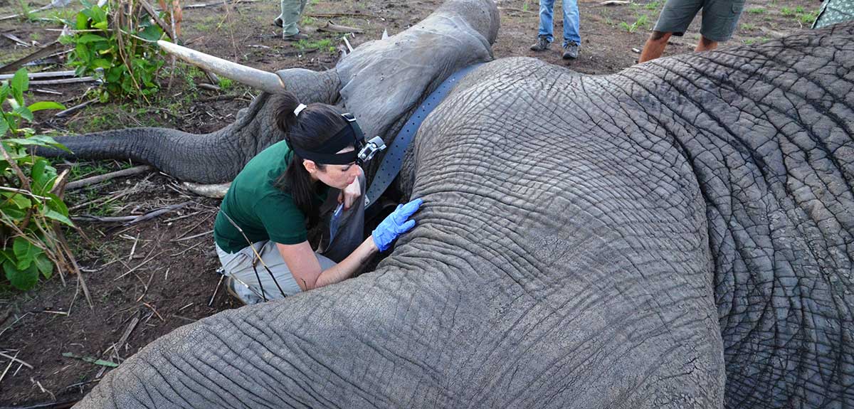 Paola Stramandinoli Branco, pictured, researches the conflicts between elephants and humans in Mozambique’s Gorongosa National Park. She is receiving her master’s degree in natural resources from the College of Natural Resources.
