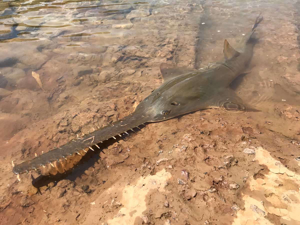 A largetooth sawfish glides through clear water.