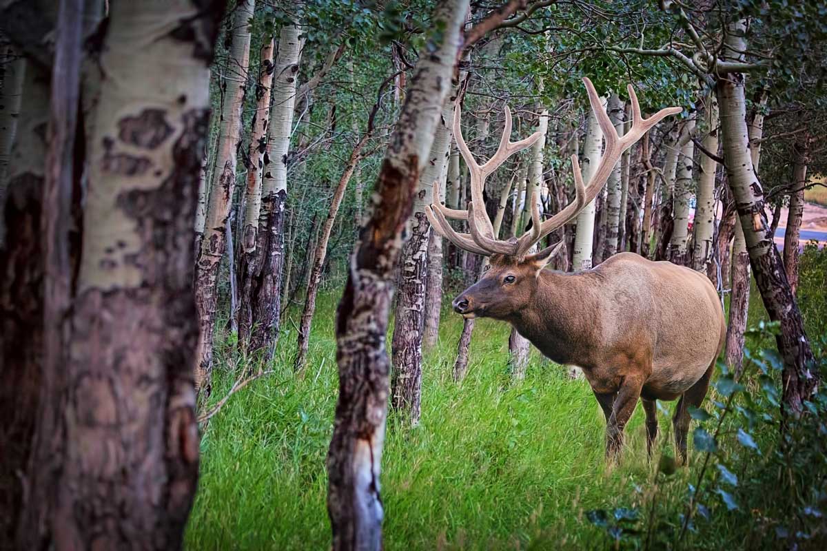 An elk walks through a forest.