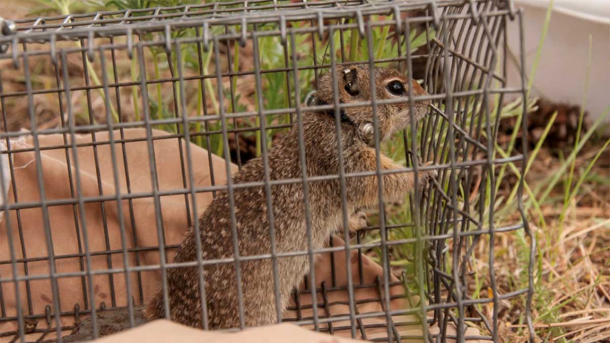 Ground Squirrel Ground Squirrel