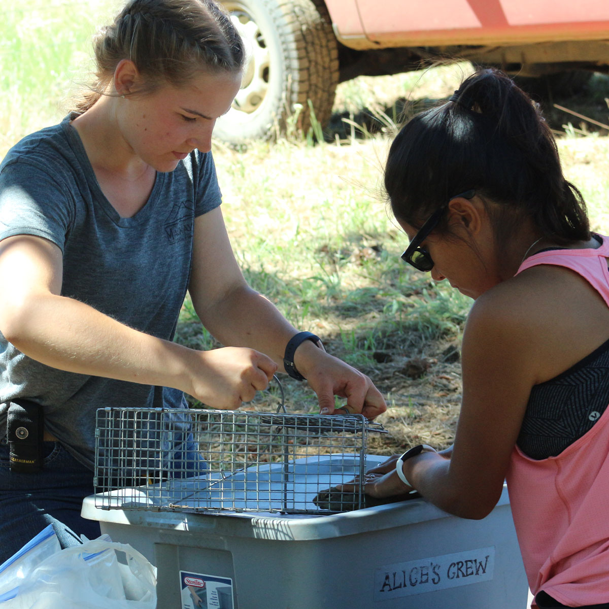 Two researchers gently hold a ground squirrel in the forest.