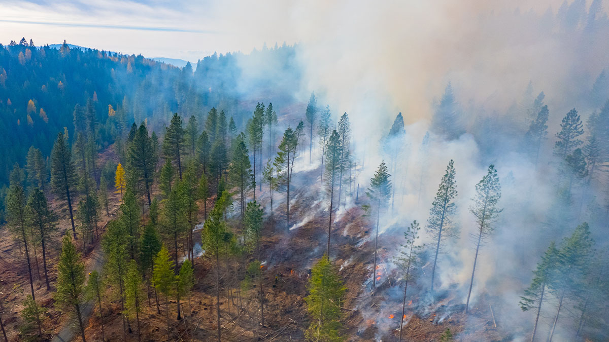 A forest fire’s smoke plumes viewed from the air.