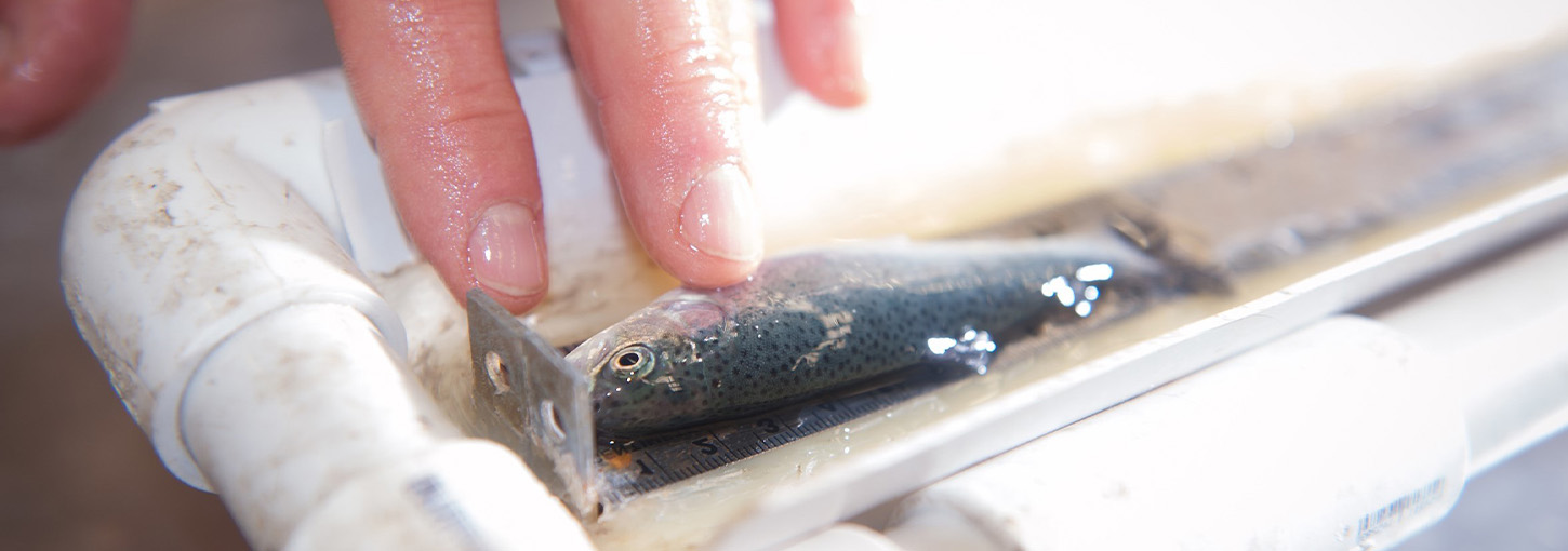Small fish in a tray and a human hand.