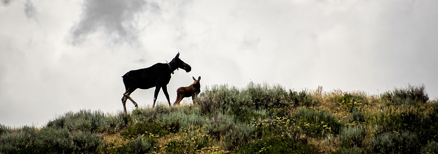 Moose cow and calf on a ridge line.