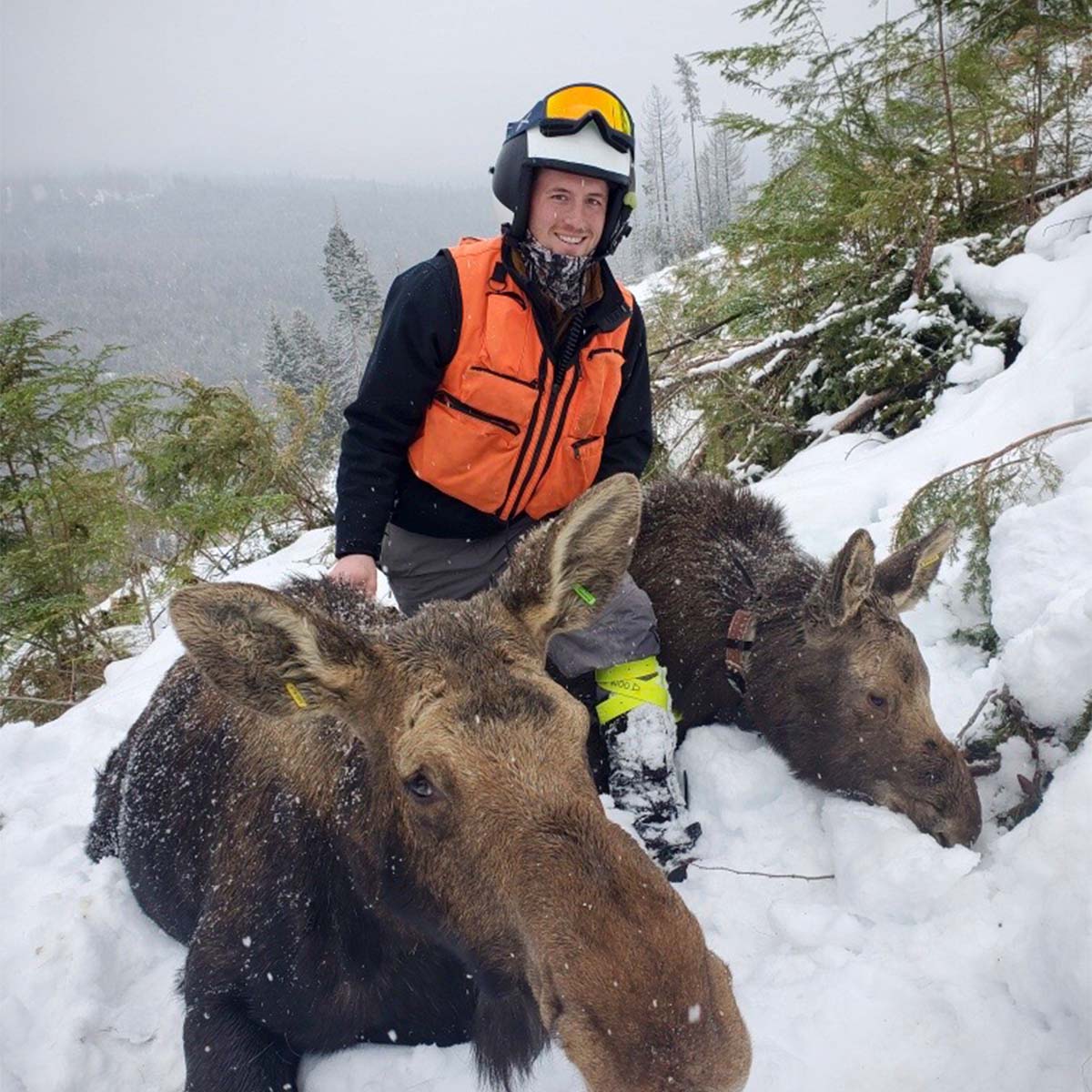 Man stands in snow with two collared moose.