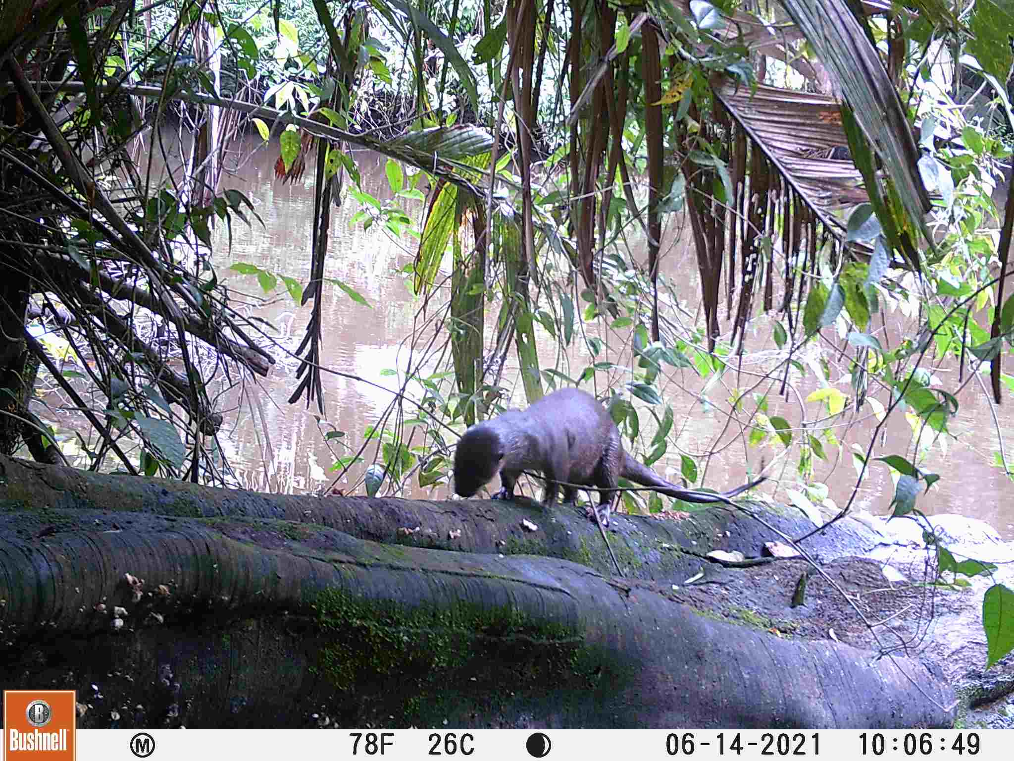 An otter runs up a log in a rainforest.