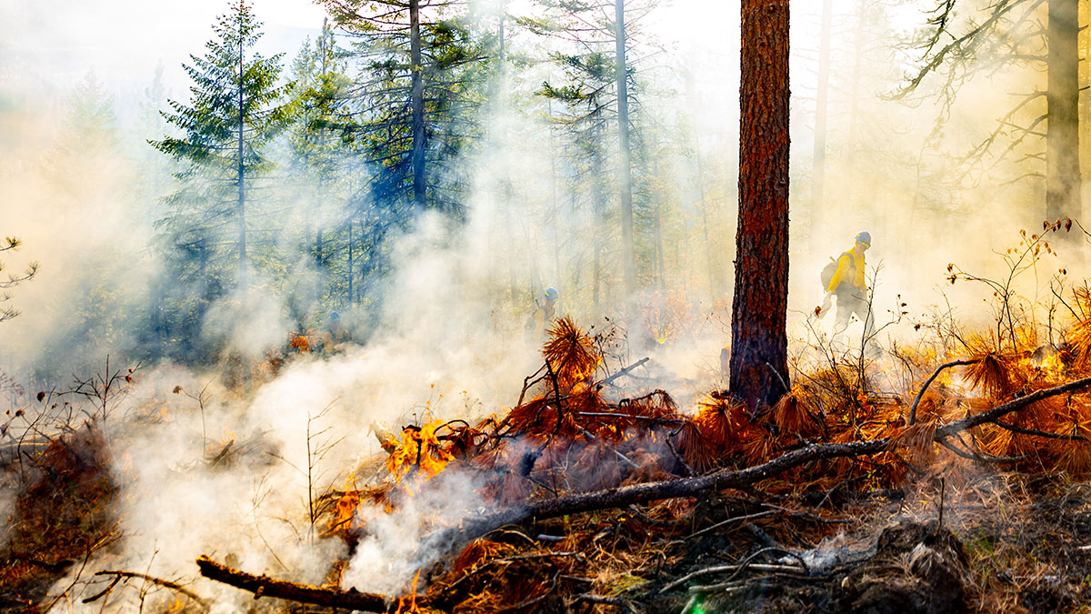 A fire burns in the University of Idaho Experimental Forest.