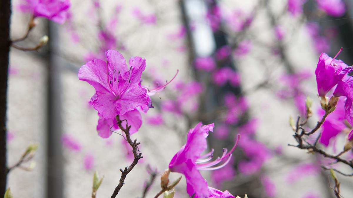 Blooming Trees Outside COEd