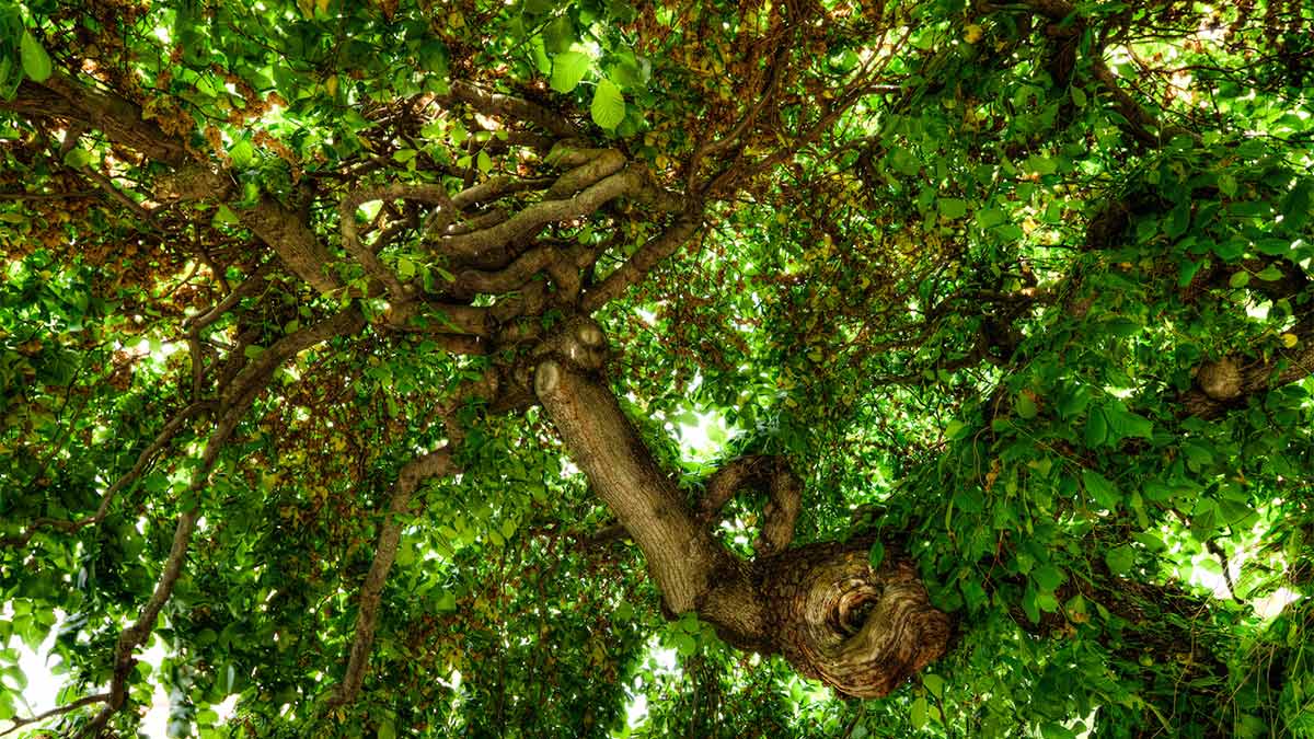 View up from under an Elm