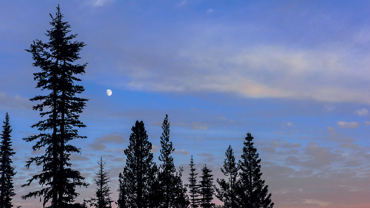 evening sky with crescent moon, some clouds, and pine treetops