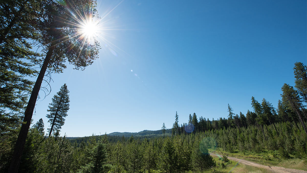 Sunny trail through young forest